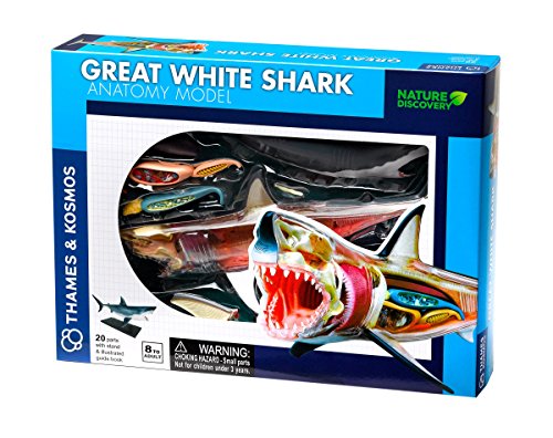 Great White Shark Anatomy Model